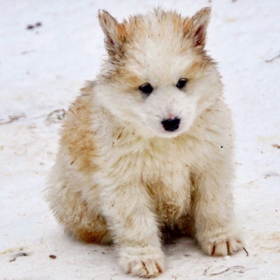 retired sled dogs adoption