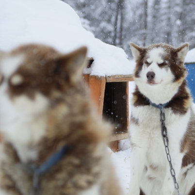 Adopt A Sled Dog Voyageur Outward Bound School